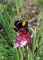 bombo sulla papilionacea